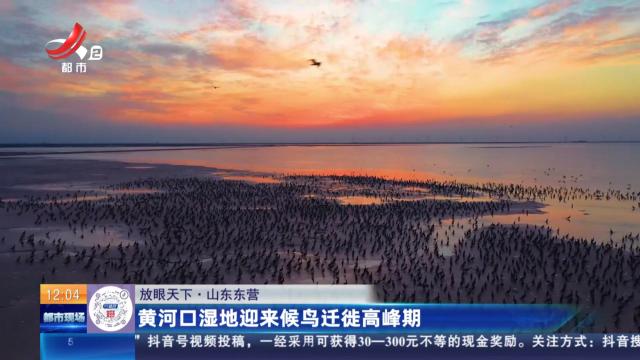 【放眼天下】山东东营：黄河口湿地迎来候鸟迁徙高峰期