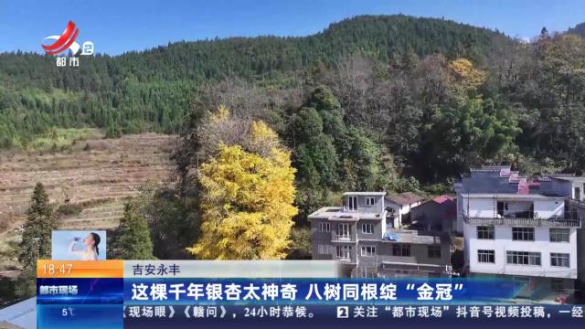 吉安永丰：这棵千年银杏太神奇 八树同根绽“金冠”