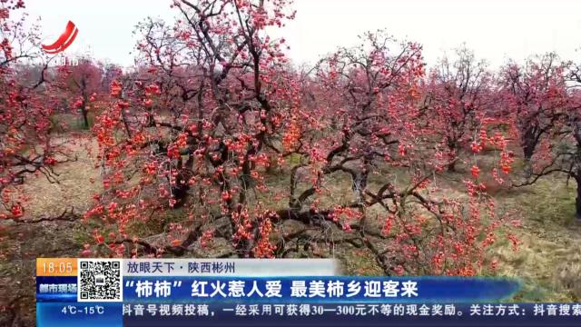 【放眼天下】陕西彬州：“柿柿”红火惹人爱 最美柿乡迎客来
