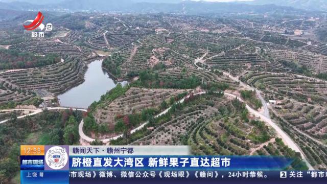 【赣闻天下】赣州宁都：脐橙直发大湾区 新鲜果子直达超市