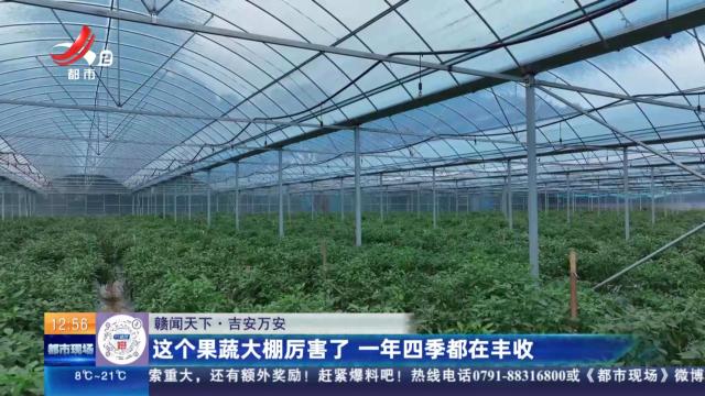 【赣闻天下】吉安万安：这个果蔬大棚厉害了 一年四季都在丰收