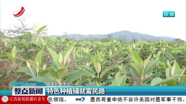 特色种植铺就富民路