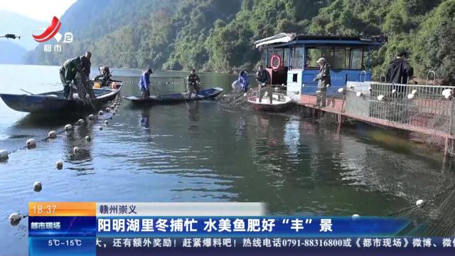 赣州崇义：阳明湖里冬捕忙 水美鱼肥好“丰”景