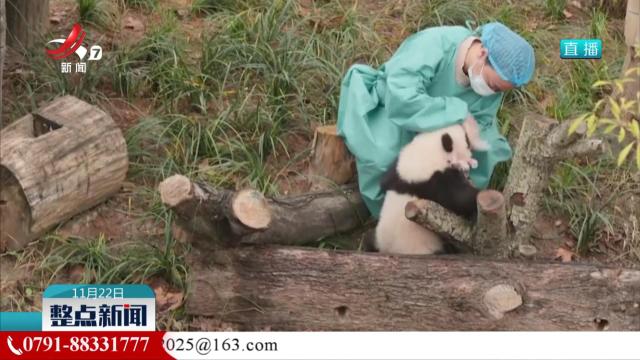 2025全球熊猫伙伴大会在成都开幕