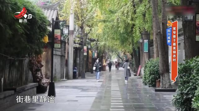 四川成都：宽窄巷子最美银杏时