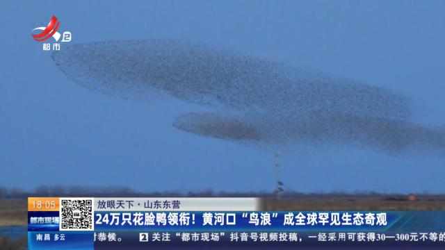 【放眼天下】山东东营：24万只花脸鸭领衔！黄河口“鸟浪”成全球罕见生态奇观