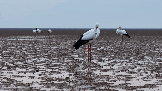 冬东方白鹳大部队飞抵鄱阳湖越冬 数量创下近年新高 