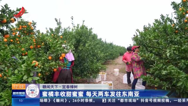 【赣闻天下】宜春樟树：蜜橘丰收甜蜜蜜 每天两车发往东南亚
