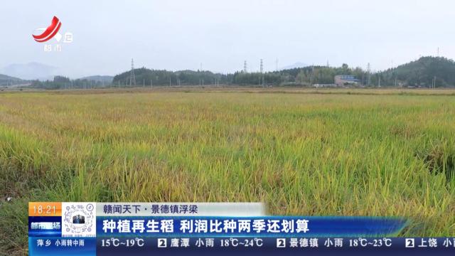 【赣闻天下】景德镇浮梁：种植再生稻 利润比种两季还划算