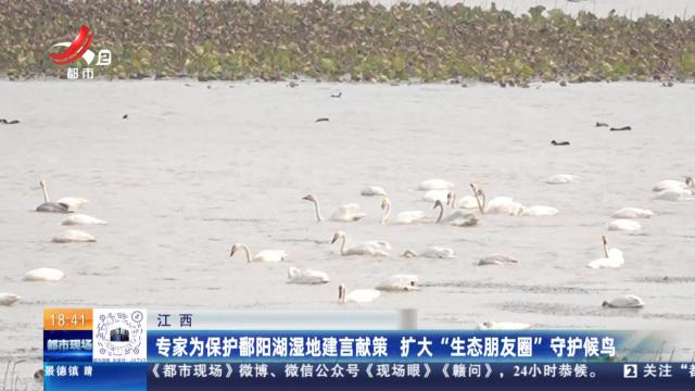 江西：专家为保护鄱阳湖湿地建言献策 扩大“生态朋友圈”守护候鸟