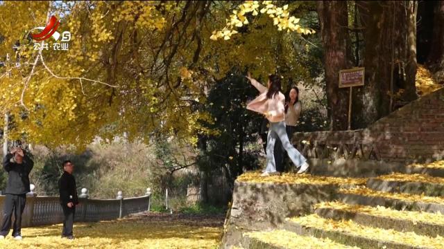 安永丰县：八树同根 千年银杏绽“金冠”