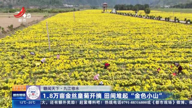 【赣闻天下】九江修水：1.8万亩金丝皇菊开摘 田间堆起“金色小山”