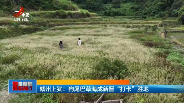 赣州上犹：狗尾巴草海成新晋“打卡”胜地