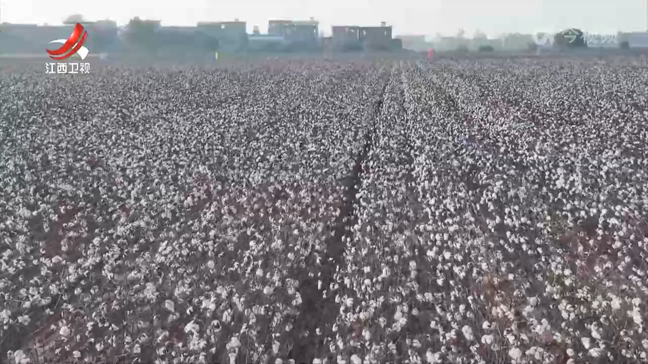 江西：推广良种良机良法 棉油轮作效益高