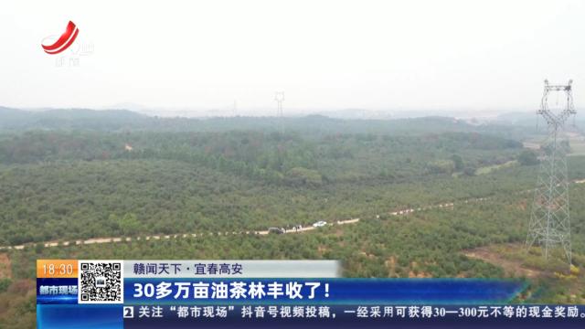 【赣闻天下】宜春高安：30万亩油茶林丰收了！