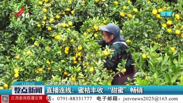 直播连线：蜜桔丰收 “甜蜜”畅销