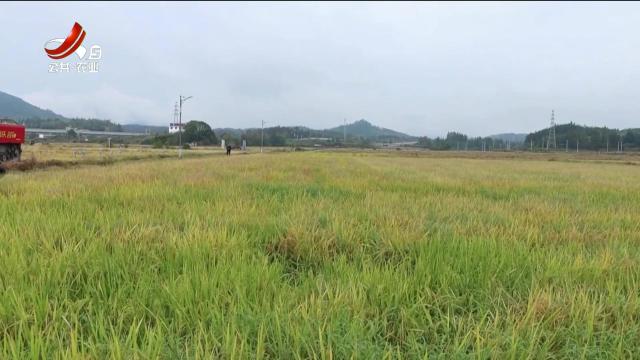 三农头条20251110