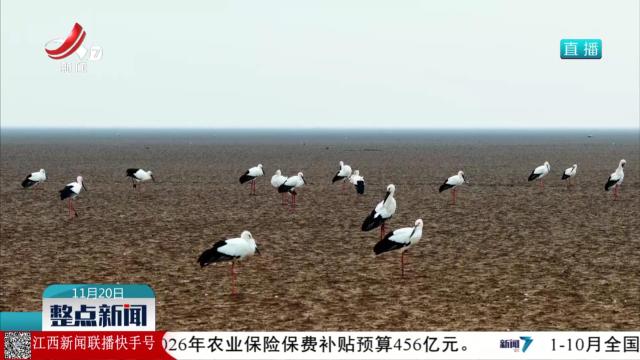 东方白鹳大部队飞抵鄱阳湖越冬