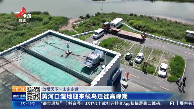 【放眼天下】山东东营：黄河口湿地迎来候鸟迁徙高峰期