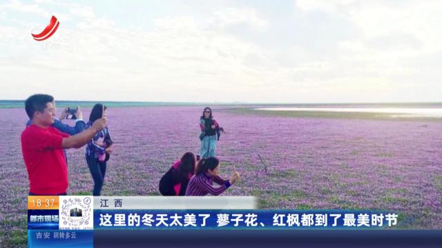 江西：这里的冬天太美了 蓼子花、红枫都到了最美时节