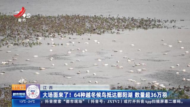 江西：大场面来了！64种越冬候鸟抵达鄱阳湖 数量超36万羽