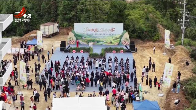 赣州于都：拔姜体验认购热 云端乡村“姜”来可期