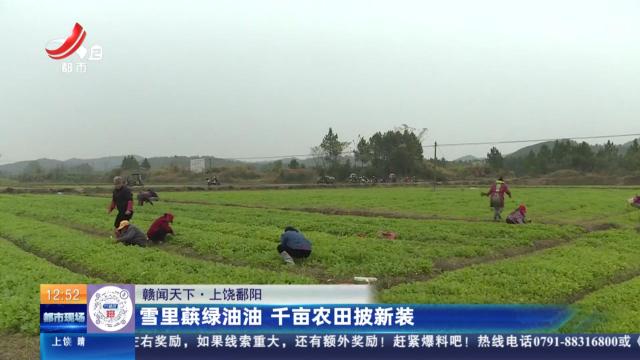 【赣闻天下】上饶鄱阳：雪里蕻绿油油 千亩农田披新装