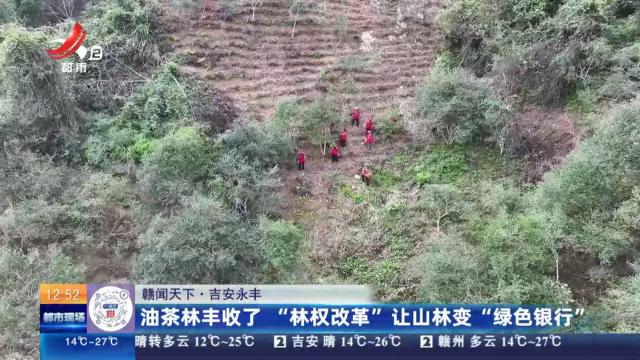 【赣闻天下】吉安永丰：油茶林丰收了 “林权改革”让山林变“绿色银行”