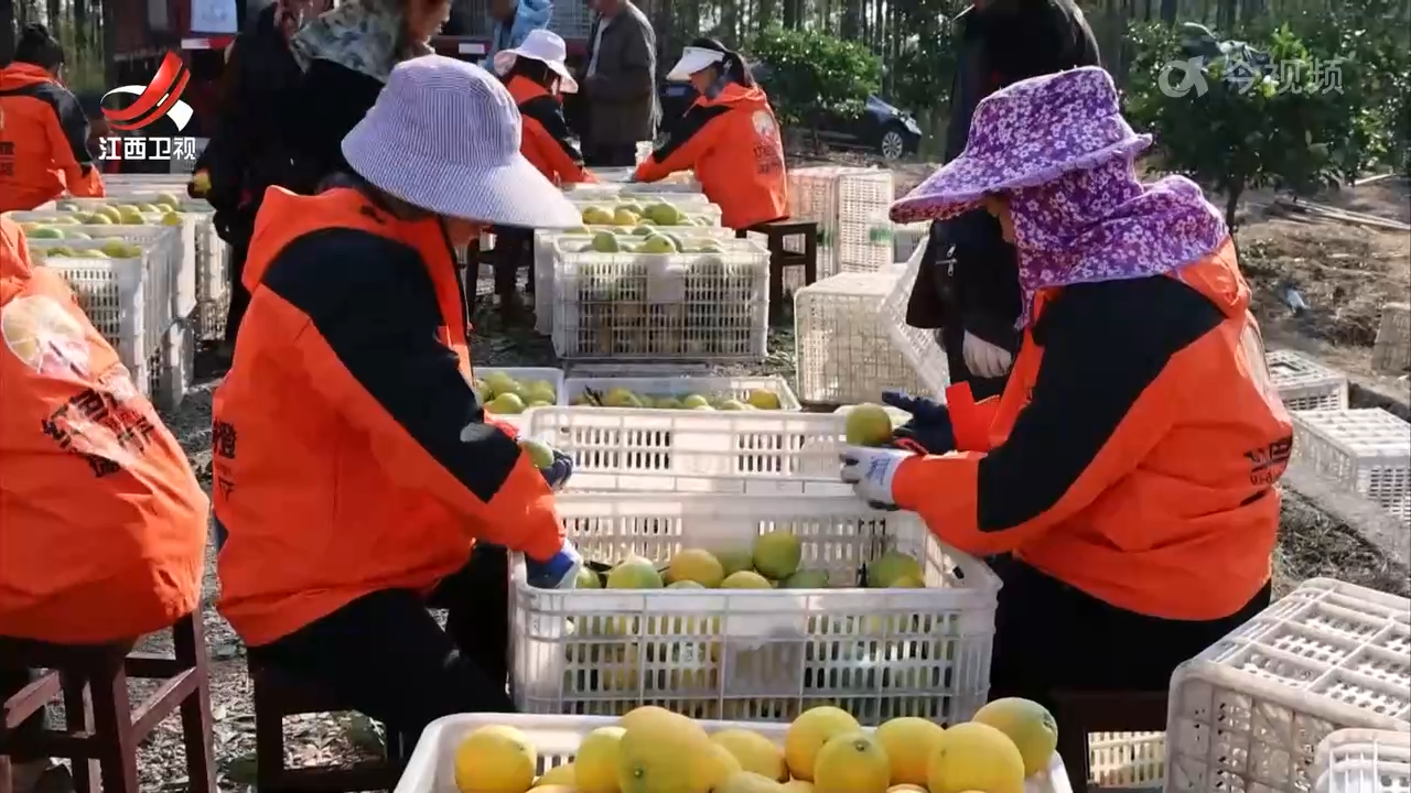 【赣鄱大地喜丰收】190多万亩赣南脐橙今天开摘