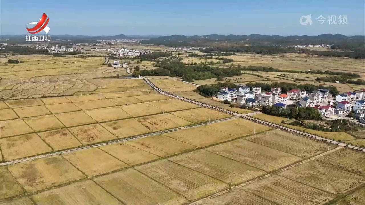 江西再生稻周年亩产突破吨半粮