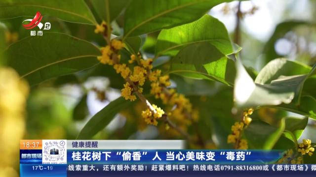 【健康提醒】桂花树下“偷香”人 当心美味变“毒药”
