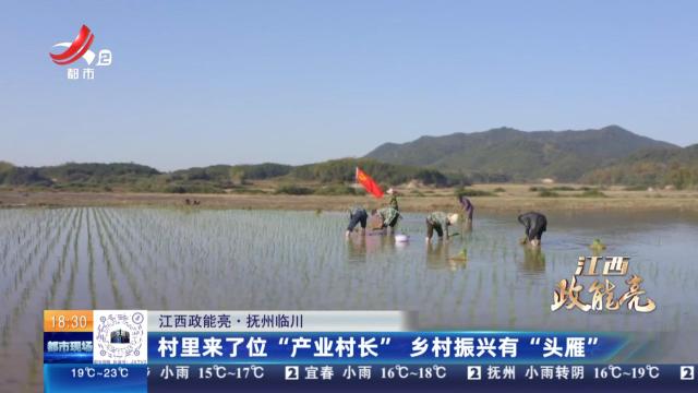 【江西政能亮】抚州临川：村里来了位“产业村长” 乡村振兴有“头雁”