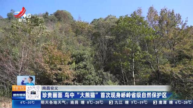 南昌安义：珍贵画面 鸟中“大熊猫”首次现身峤岭省级自然保护区