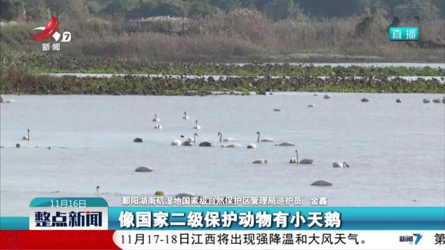 鄱阳湖候鸟迁徙迎来小高峰 数量达10万羽次
