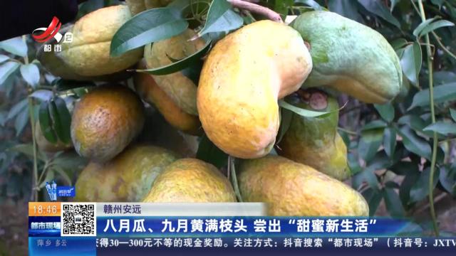 赣州安远：八月瓜、九月黄满枝头 尝出“甜蜜新生活”