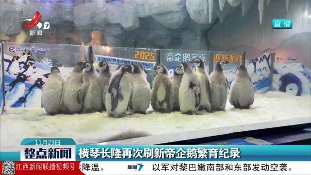 横琴长隆再次刷新帝企鹅繁育纪录