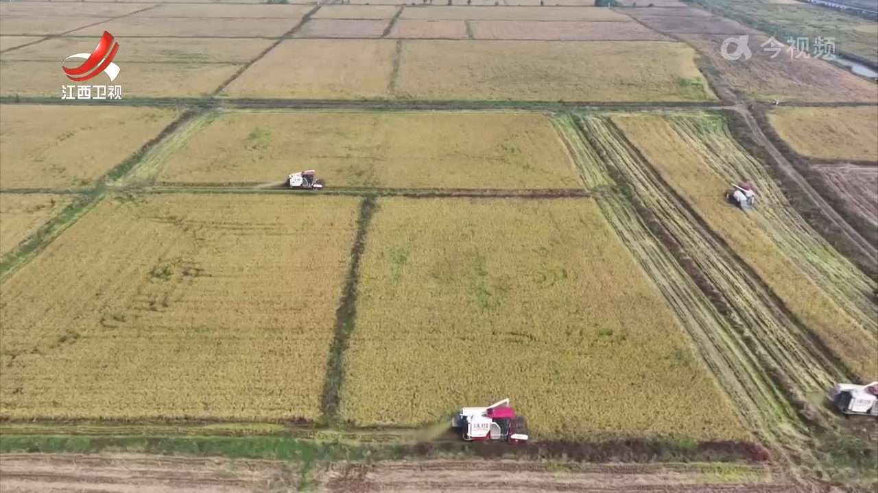 晚稻收割过九成 粮食产量有望提升