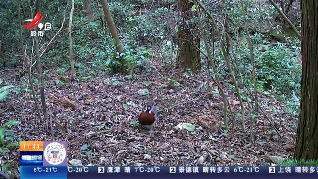 南昌安义：珍贵画面 鸟中“大熊猫”首次现身峤岭省级自然保护区