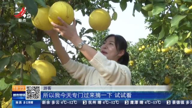 【赣闻天下】上饶鄱阳：生态柚子园开园 游客直呼“太甜了”