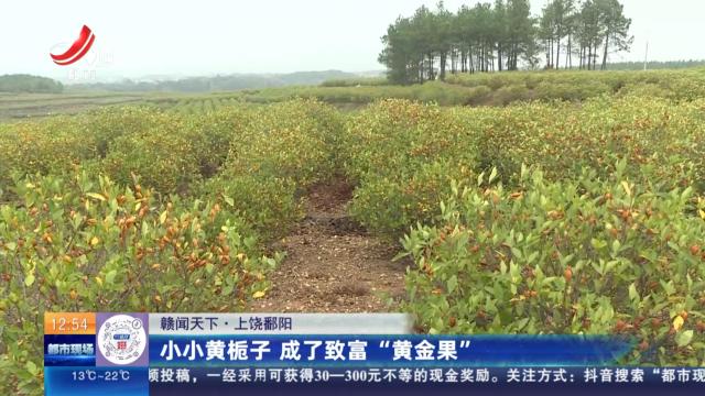 【赣闻天下】上饶鄱阳：小小黄栀子 成了致富“黄金果”
