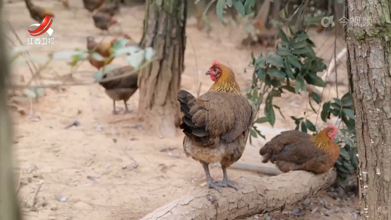 江西13个品种入选国家级畜禽遗传资源保护名录