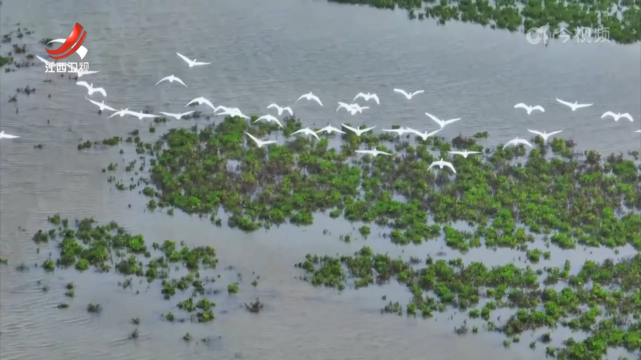 第四届鄱阳湖国际观鸟季活动开幕式12月6日举行