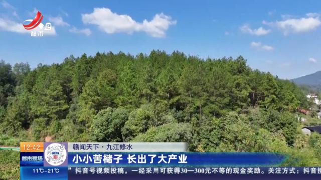 【赣闻天下】九江修水：小小苦槠子 长出了大产业