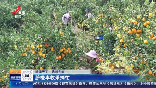 【赣闻天下】赣州龙南：脐橙丰收采摘忙