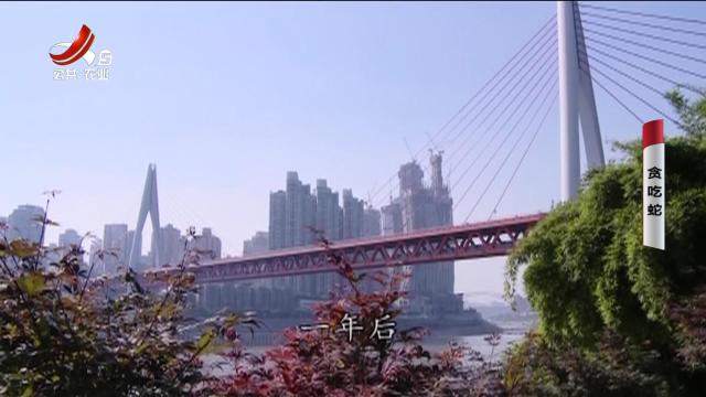 乡村栏目剧场20251031 贪吃蛇