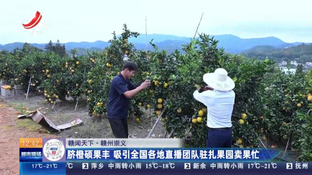 【赣闻天下】赣州崇义：脐橙硕果丰 吸引全国各地直播团队驻扎果园卖果忙