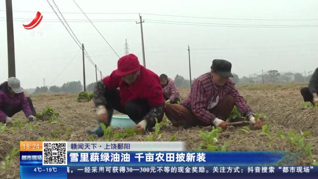 【赣闻天下】上饶鄱阳：雪里蕻绿油油 千亩农田披新装