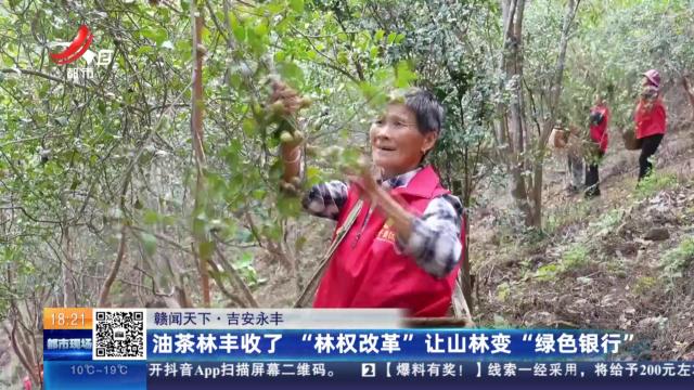 【赣闻天下】吉安永丰：油茶林丰收了 “林权改革”让山林变“绿色银行”