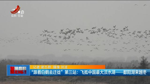 “跟着白鹤去迁徙”第三站：飞抵中国最大淡水湖——鄱阳湖来越冬