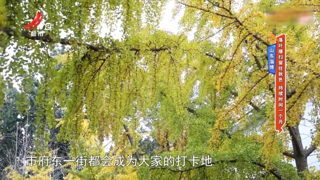 山东淄博——落叶缓扫留住秋色 持续时间一个月